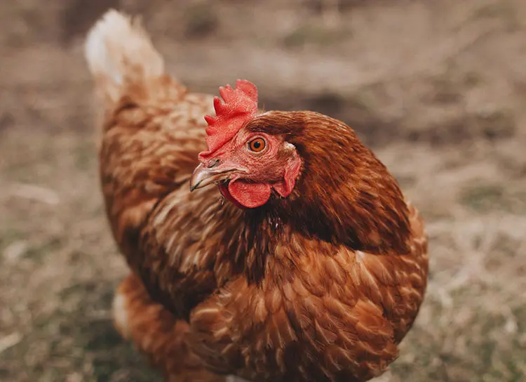 Простое, максимально свежее, натуральное яйцо ТМ «Це — Яйце!»